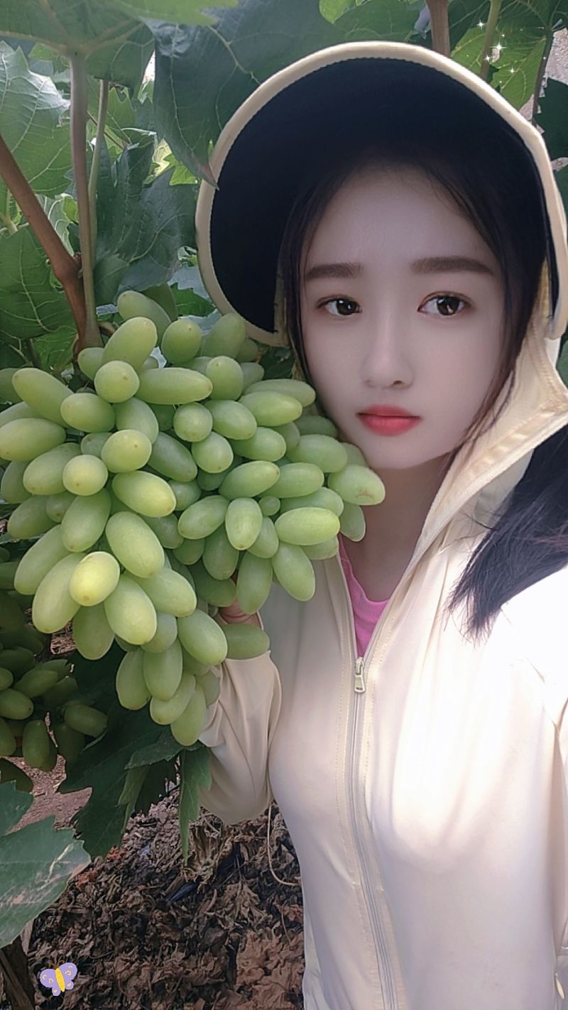 云南元谋青提葡萄