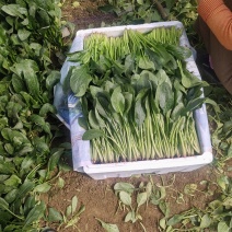 精品大叶菠菜，山东滨州菠菜，保质保量规格齐全，欢迎联系