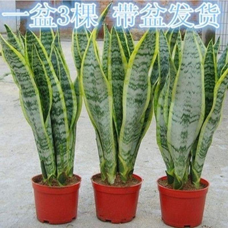 虎皮兰金边新房室内花卉净化空气甲醛一盆3棵带盆带土发货