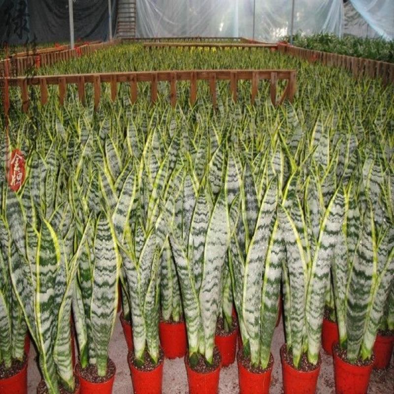 虎皮兰金边新房室内花卉净化空气甲醛一盆3棵带盆带土发货
