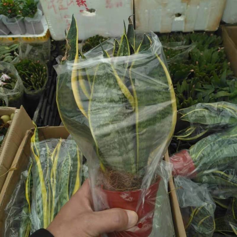 虎皮兰金边新房室内花卉净化空气甲醛一盆3棵带盆带土发货