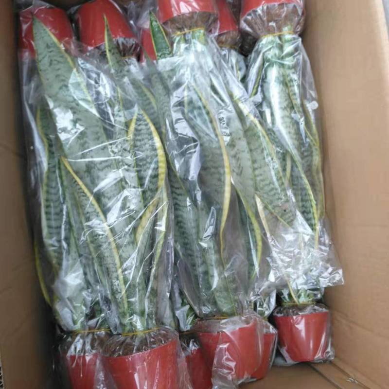 虎皮兰金边新房室内花卉净化空气甲醛一盆3棵带盆带土发货