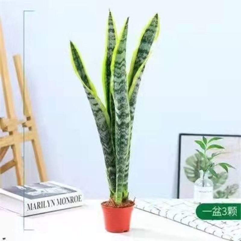 虎皮兰金边新房室内花卉净化空气甲醛一盆3棵带盆带土发货