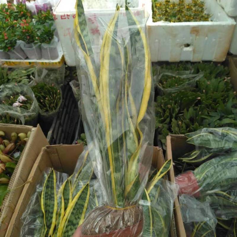 虎皮兰金边新房室内花卉净化空气甲醛一盆3棵带盆带土发货