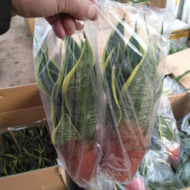 虎皮兰金边新房室内花卉净化空气甲醛一盆3棵带盆带土发货