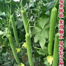 春秋915丝瓜种子新品种荷兰引进提纯品种鲜嫩可口