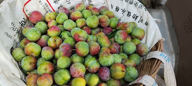 半边红李子/四川南充李子/个头大/口感好量大