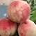 毛桃大量上市四川南充春雪蜜桃产地直采欢迎来电咨询
