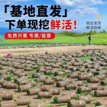 真草皮草坪绿地真草别墅室外低矮台湾草马尼拉草果岭草免打理