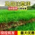 真草皮草坪绿地真草别墅室外低矮台湾草马尼拉草果岭草免打理