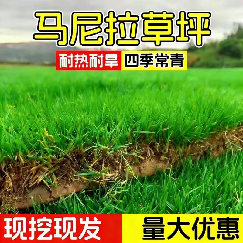 真草皮草坪绿地真草别墅室外低矮台湾草马尼拉草果岭草免打理