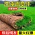 真草皮草坪绿地真草别墅室外低矮台湾草马尼拉草果岭草免打理