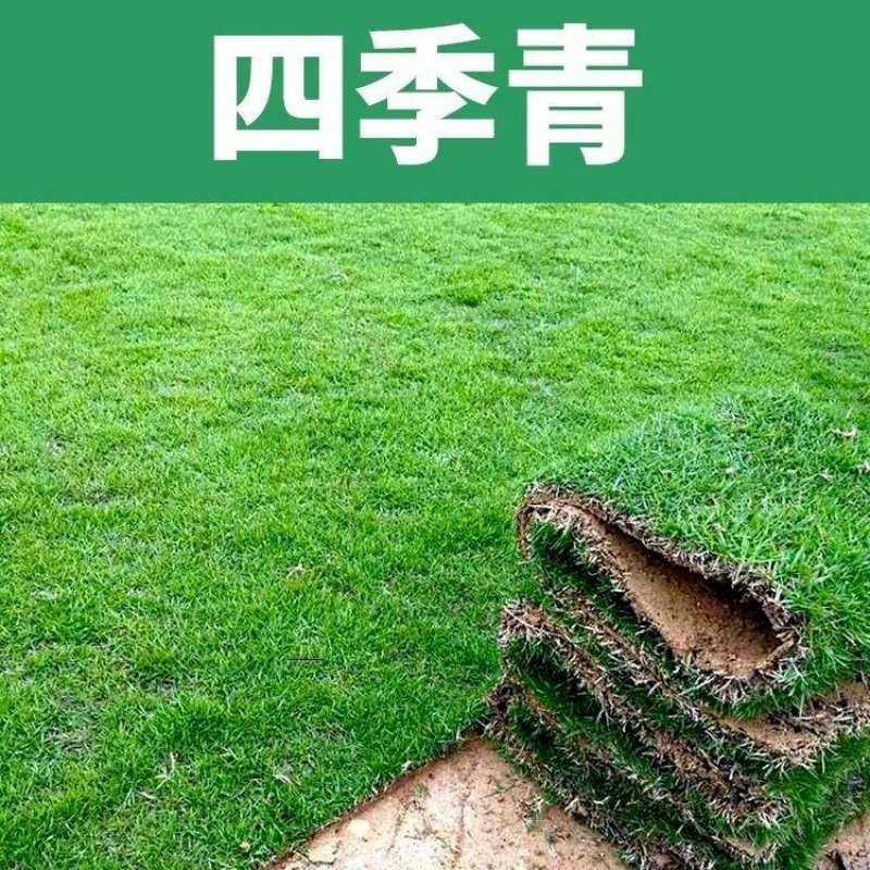 真草皮草坪绿地真草别墅室外低矮台湾草马尼拉草果岭草免打理