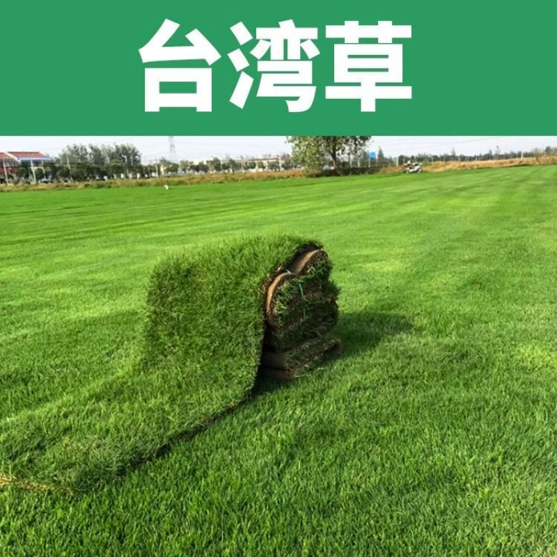 真草皮草坪绿地真草别墅室外低矮台湾草马尼拉草果岭草免打理