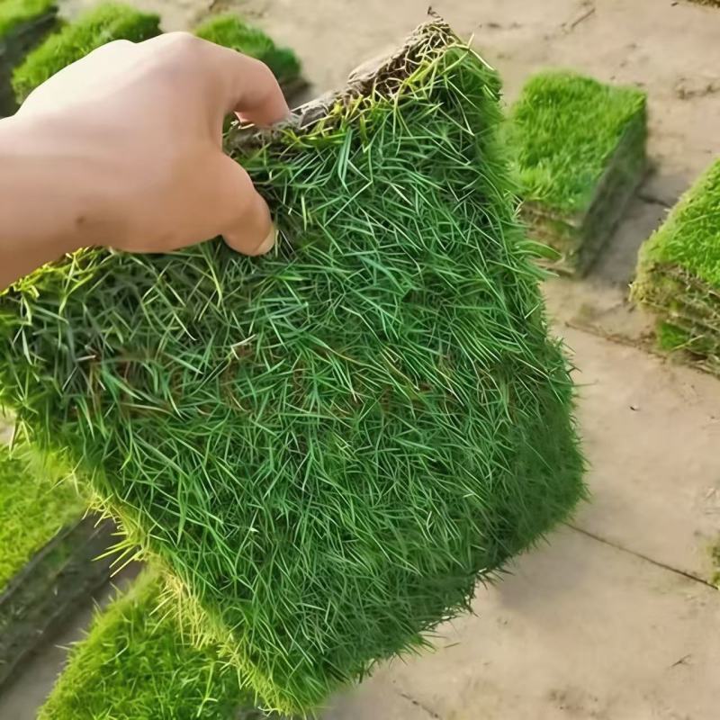 真草皮草坪绿地真草别墅室外低矮台湾草马尼拉草果岭草免打理