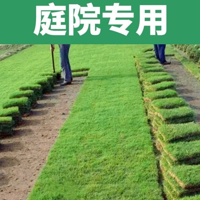 真草皮草坪绿地真草别墅室外低矮台湾草马尼拉草果岭草免打理