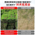 真草皮草坪绿地真草别墅室外低矮台湾草马尼拉草果岭草免打理