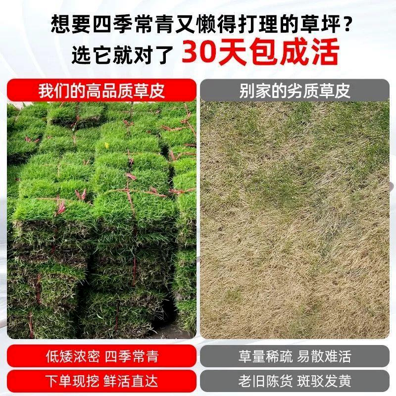 真草皮草坪绿地真草别墅室外低矮台湾草马尼拉草果岭草免打理