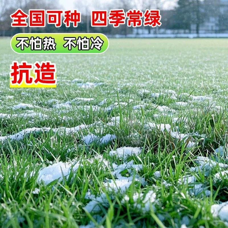 真草皮草坪绿地真草别墅室外低矮台湾草马尼拉草果岭草免打理