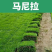 真草皮草坪绿地真草别墅室外低矮台湾草马尼拉草果岭草免打理