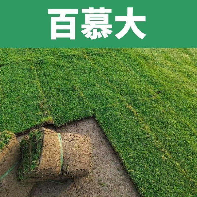 真草皮草坪绿地真草别墅室外低矮台湾草马尼拉草果岭草免打理