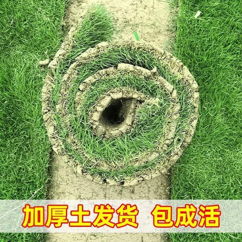 真草皮草坪绿地真草别墅室外低矮台湾草马尼拉草果岭草免打理
