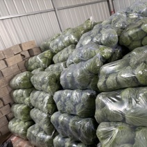 江苏徐州甘蓝，叶青，肉黄，支持全国发货