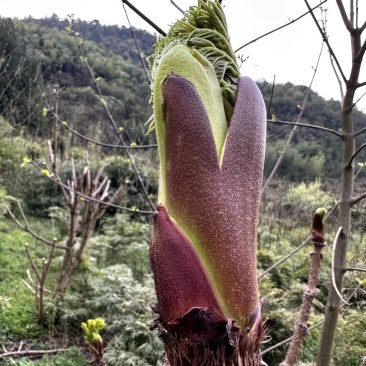 刺老芽