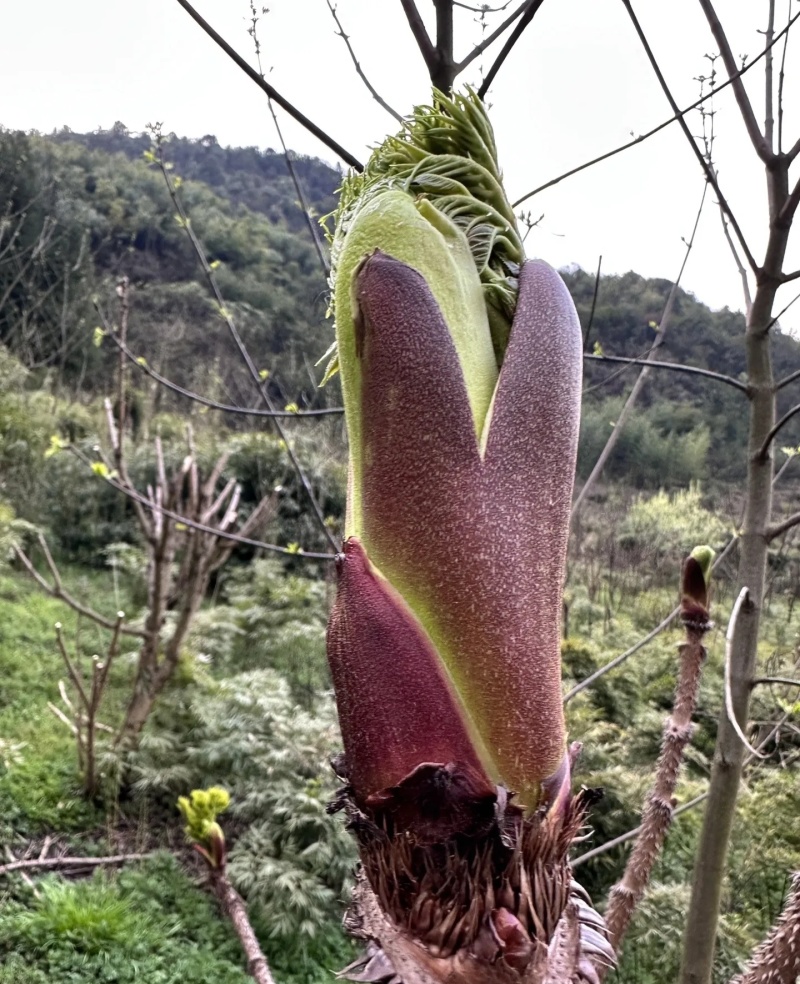 刺老芽