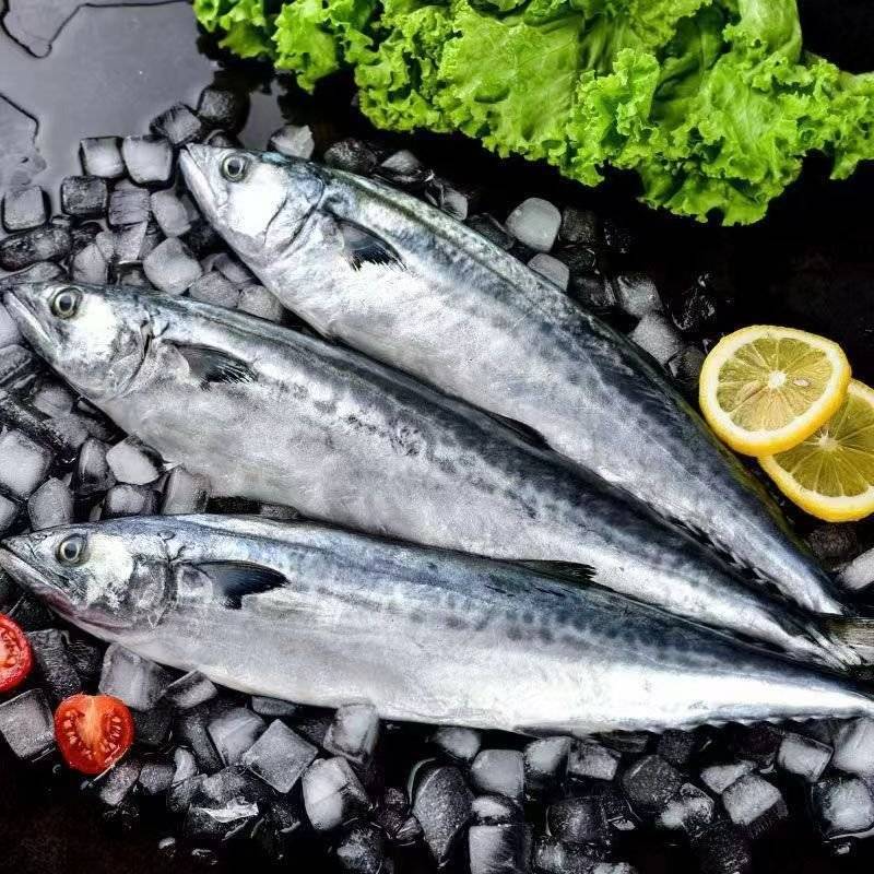燕鲅鱼马鲛鱼6-8两每条