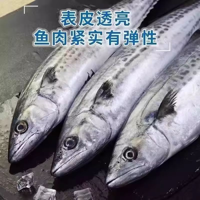 燕鲅鱼马鲛鱼6-8两每条