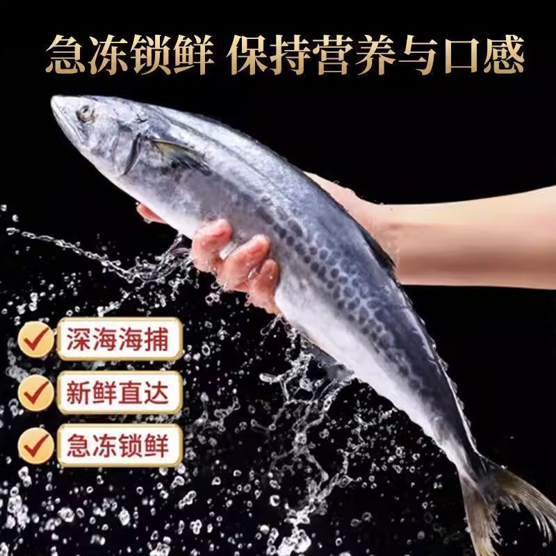 燕鲅鱼马鲛鱼6-8两每条