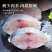 燕鲅鱼马鲛鱼6-8两每条