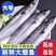 燕鲅鱼马鲛鱼6-8两每条