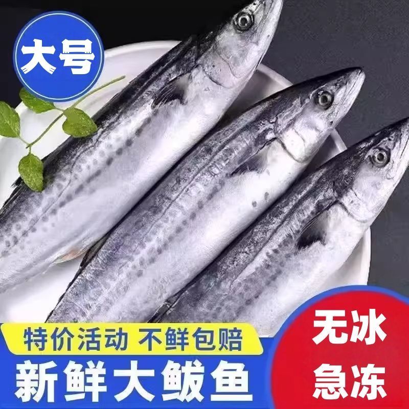 燕鲅鱼马鲛鱼6-8两每条