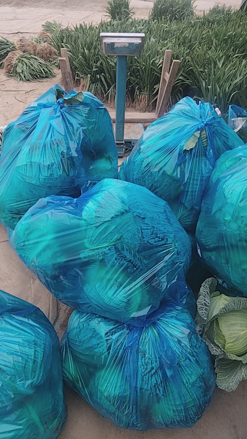 甘蓝圆包菜60亩大量上市。