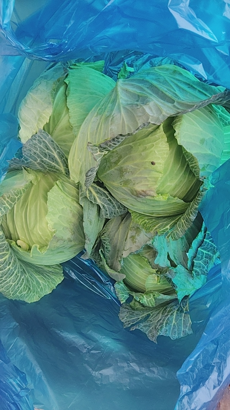 甘蓝圆包菜60亩大量上市。
