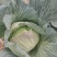 甘蓝圆包菜60亩大量上市。