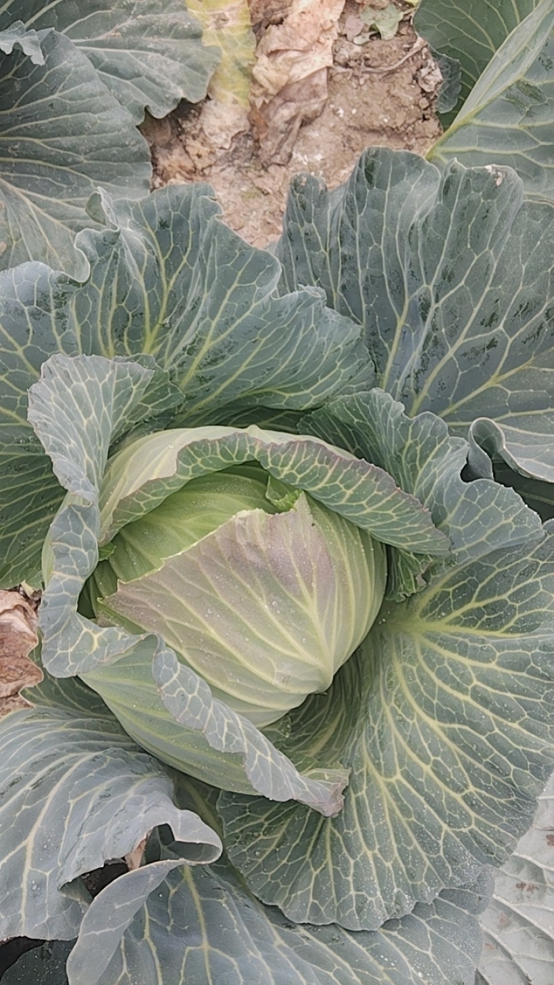 甘蓝圆包菜60亩大量上市。