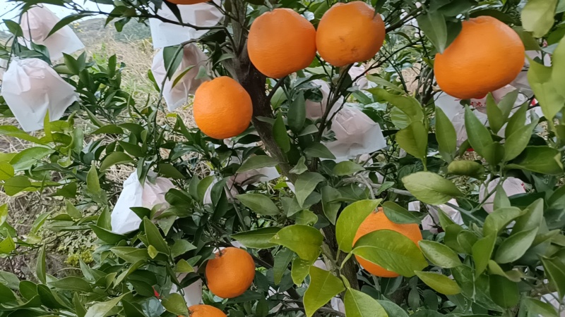 四川耙耙柑，