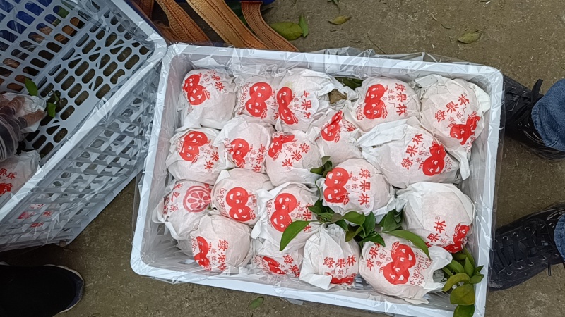 四川耙耙柑，