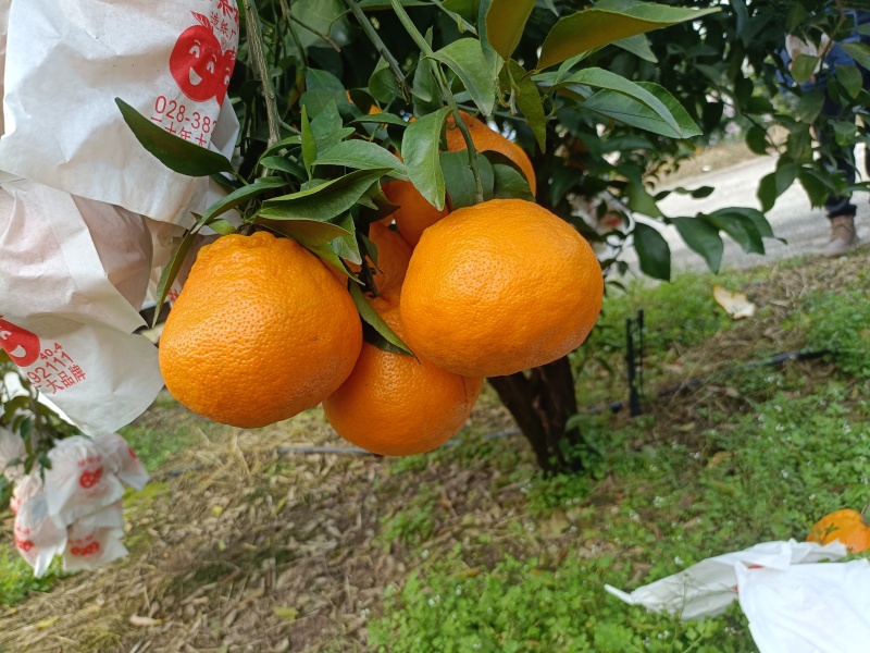 四川耙耙柑，