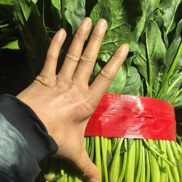 聊城菠菜大量上市中