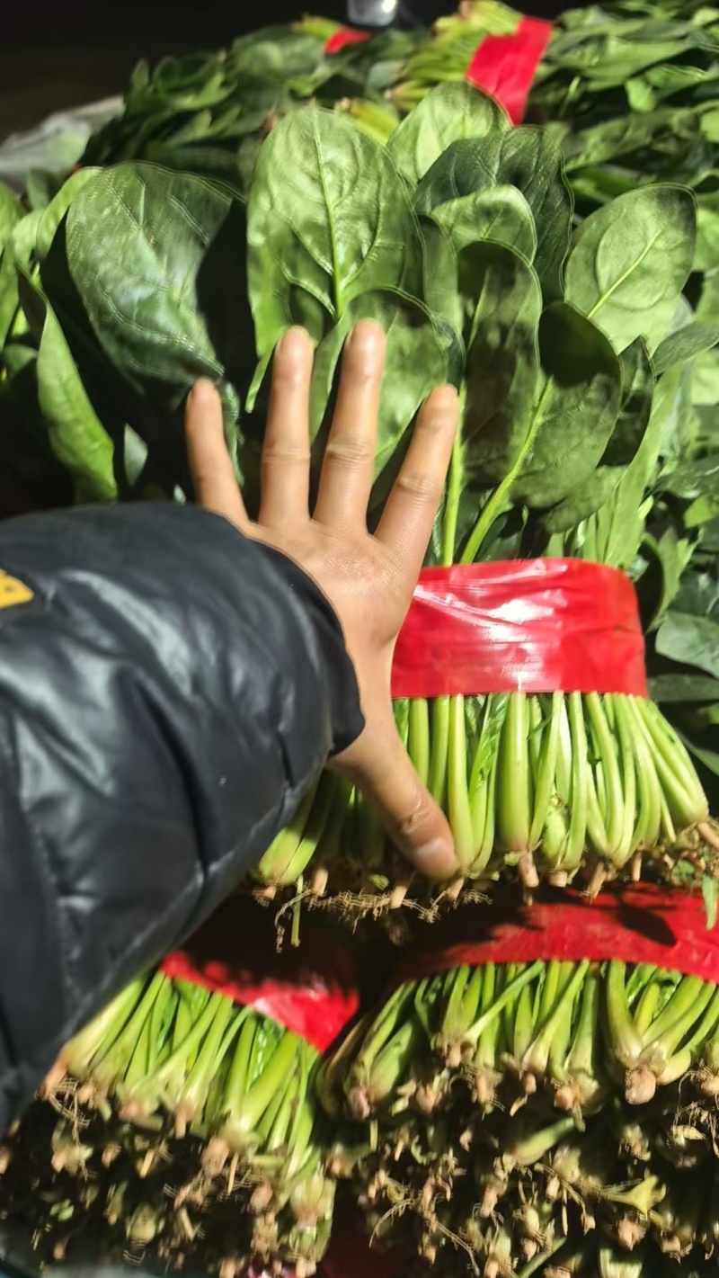 聊城菠菜大量上市中