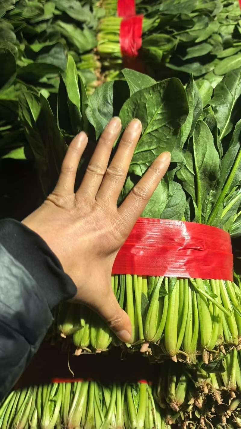 聊城菠菜大量上市中
