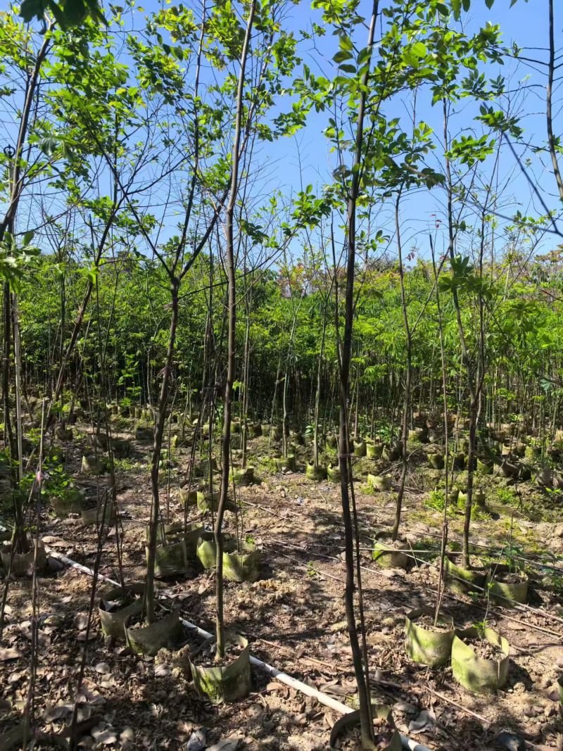 原生苗，朴树米径公分2--3公分，出售中，