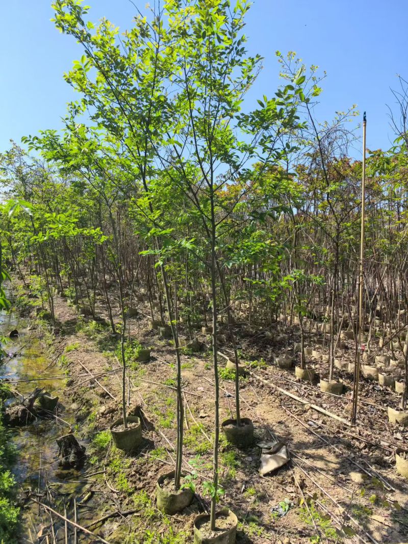 原生苗，朴树米径公分2--3公分，出售中，