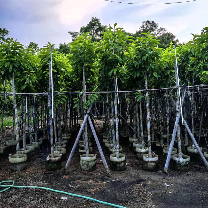 白玉兰5-10分