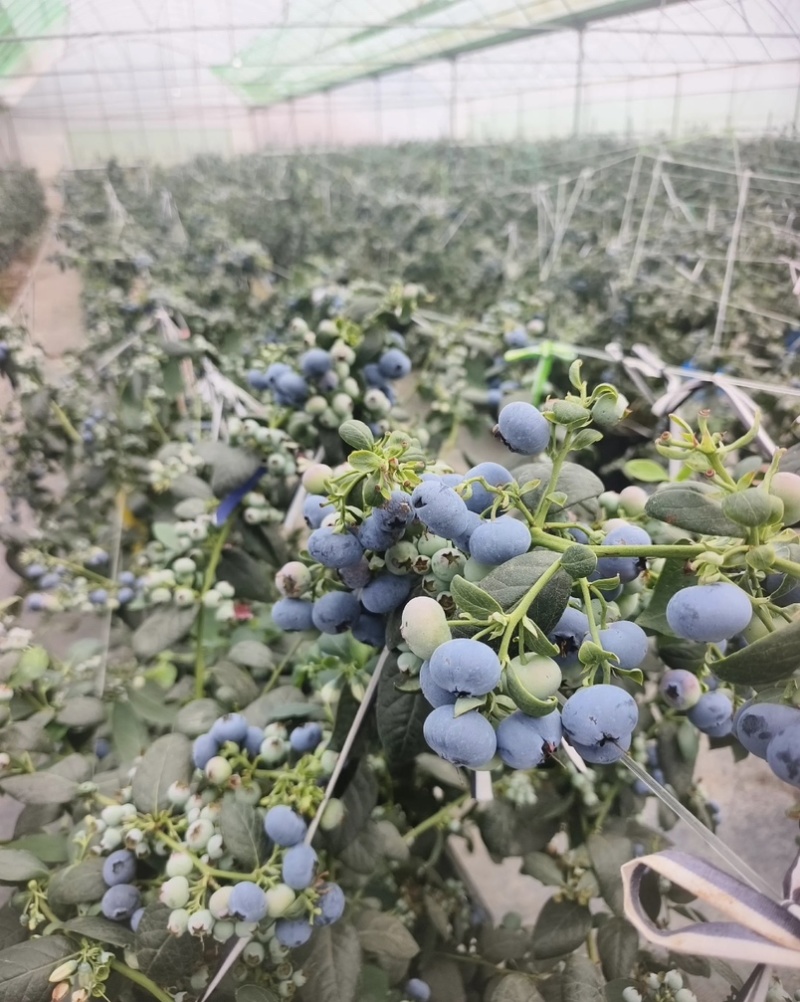 蓝莓，20多个大棚