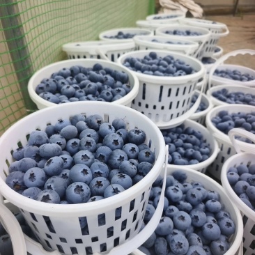 蓝莓，20多个大棚